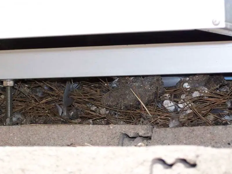 do birds build nests under solar panels