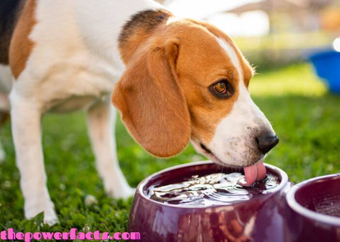 dog fountain water bowl battery operated