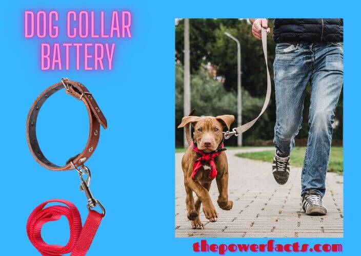 how long does battery last in dog collar