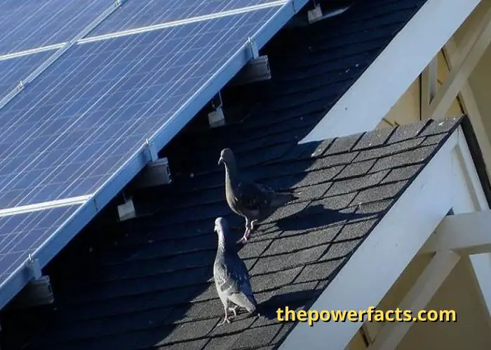 how much to pigeon proof solar panels