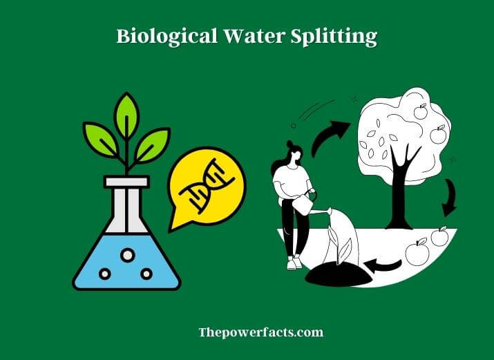 biological water splitting